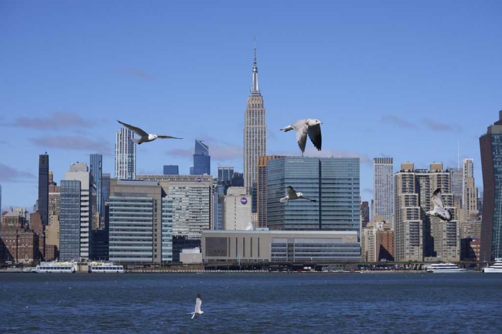 Seagulls